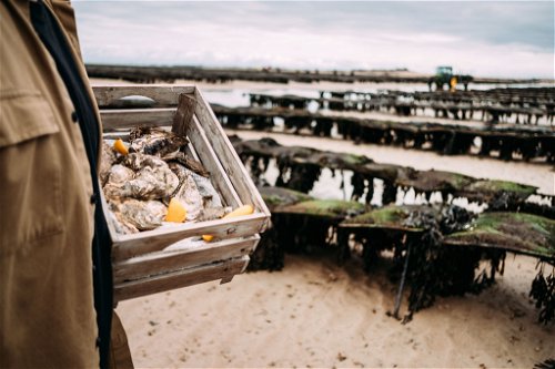 Eine geführte Wattwanderung lässt Besucher einen Blick auf Jerseys berühmte Austernbänke werfen.  Kulinarisch führt an der Muschel hier sowieso kein Weg vorbei. 