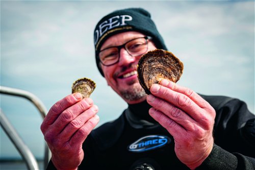Eine einzelne Auster kann pro Tag bis zu 200 Liter Meerwasser filtern. Forscher vermuten sogar, dass sie in der Lage sind, CO2 zu speichern.
