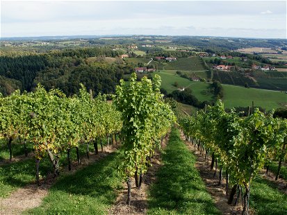 Besonders schlecht fiel die Weinernte 2023 in der Steiermark aus.