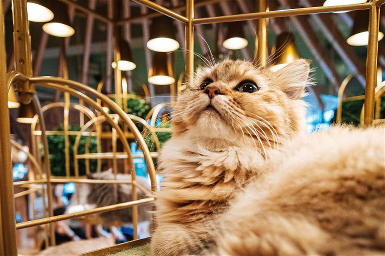 Die Japaner haben die Idee der Katzencafés groß gemacht. Heute eröffnen auch in Europa immer mehr Lokale mit pelzigen Bewohnern.