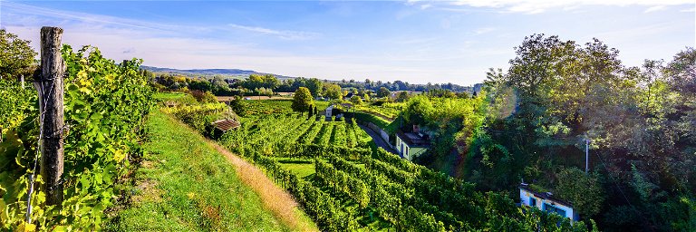 Im Kamptal gedeiht edler Wein auf rund 3.900 Hektar Rebfläche.