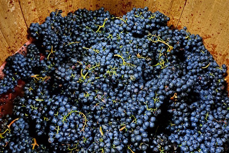Blaufränkisch gibt bei Eichenwald Weine zweifellos den Ton an, aber nicht nur, wie das breite Sortiment verdeutlicht. 