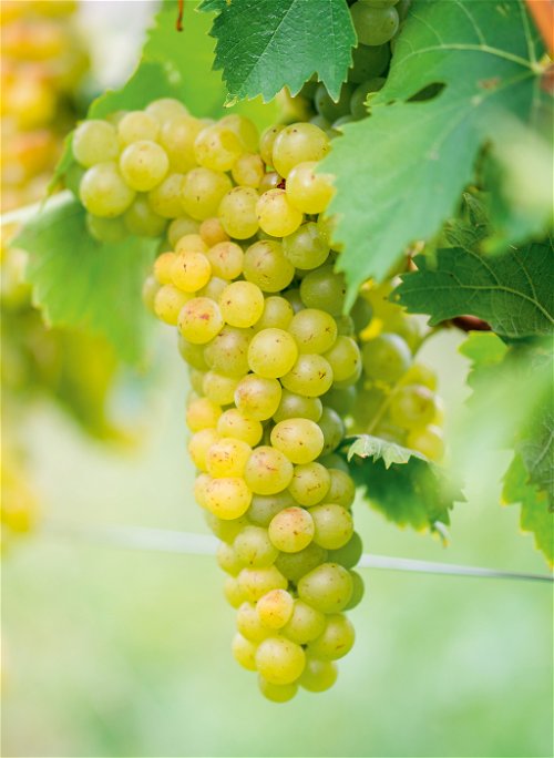 The worldwide success of Chardonnay is also due to the fact that the variety is extremely adaptable.