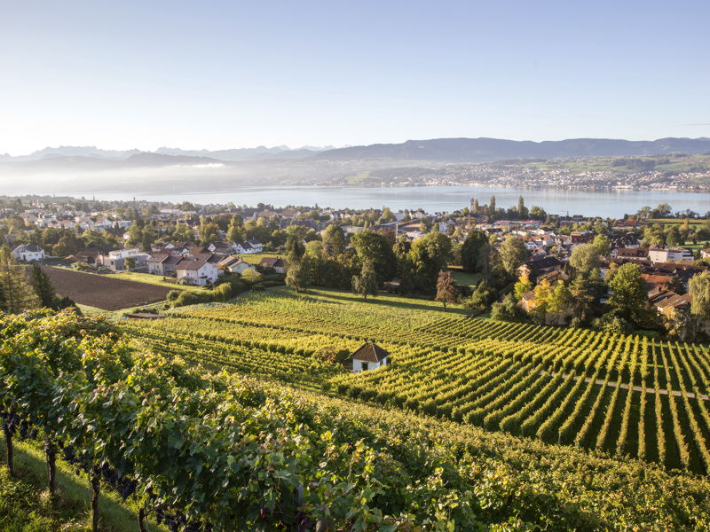 Der Weinbau entlang des Zürichsees hat eine lange Geschichte. Die Römer brachten ihn wie vielerorts in die Region, und vor 150 Jahren gab es sage und schreibe 2000 Hektar Reben rund um den See.