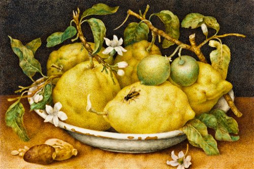 Giovanna Garzoni, Still Life with Bowl of Citrons, late 1640s