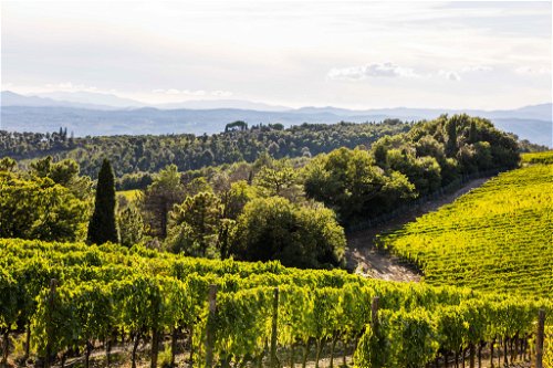Die Weinbaufläche ist in den vergangenen Jahrzehnten deutlich gewachsen. Trotzdem sind weite Teile von Montalcino immer noch von Wald bedeckt.