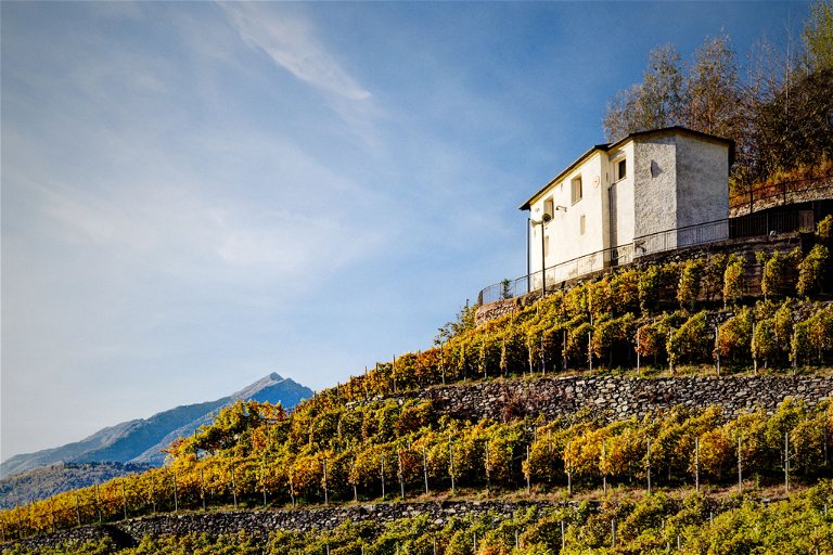 Mountain viticulture: on the left, a vineyard in the Aosta Valley, where the vines climb up their own pergola scaffolding. On the right, stone terraces in Valtellina. 