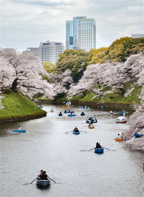 Zur Kirschblütenzeit ist Tokio ein besonderes Erlebnis.