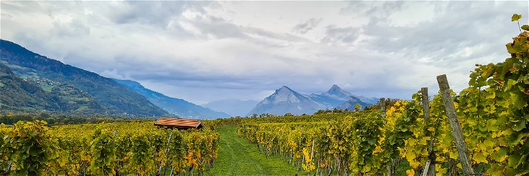 Das Bündner Terroir bringt einige der grössten Chardonnays der Schweiz hervor. 