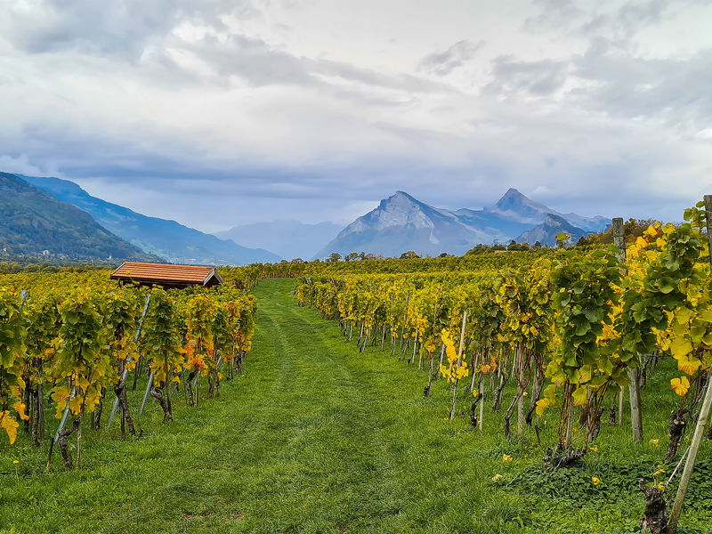 Das Bündner Terroir bringt einige der grössten Chardonnays der Schweiz hervor. 