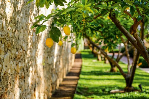 Throughout the garden, there are old lemon trees from which sweet treats are made using their fruits.