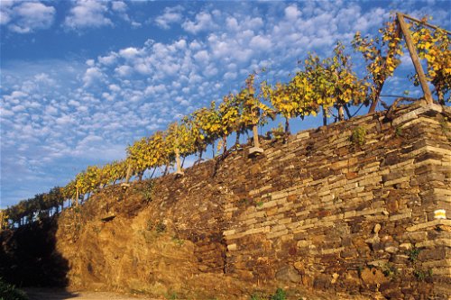 Dry-walled terraces are typical for the Wachau.