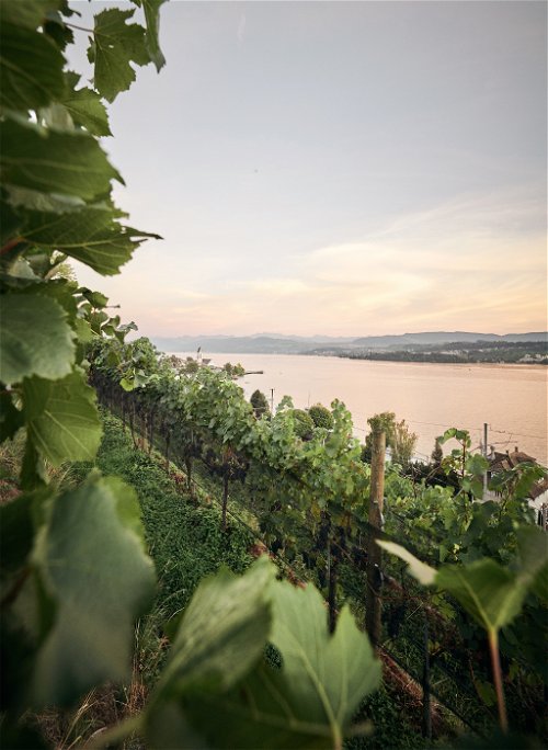 Weinreben am Zürichsee.