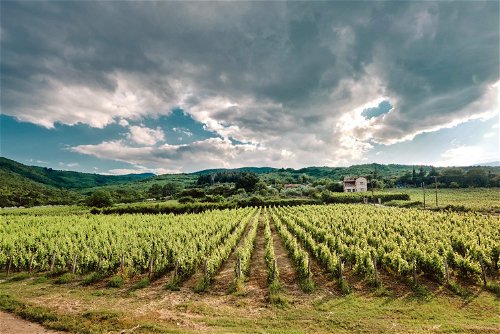 Die Region Naoussa in Makedonien ist als Piemont Griechenlands für exquisite Rotweine berühmt. Die kommen von Winzern wie Kostis Dalamaras  oder Dimitrios und Christos Talaras.
