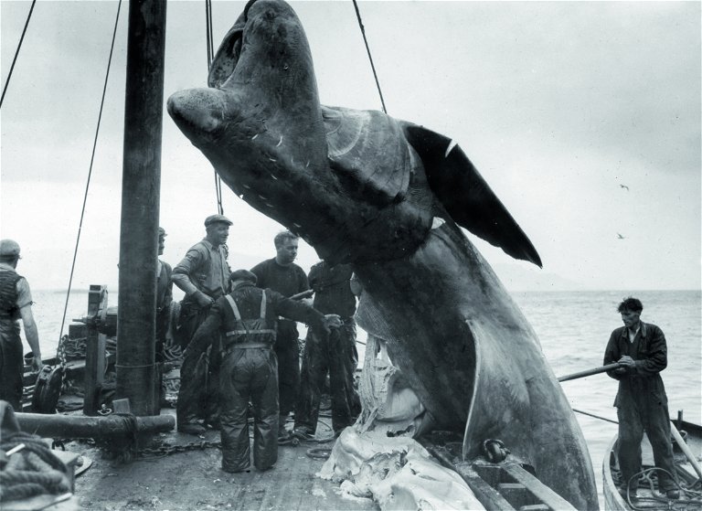 Waljäger mit ihrer Beute: Bis zum internationalen Fangverbot von 1986 waren viele Walarten vom Aussterben bedroht. Inzwischen hat sich die Population erholt, obwohl Japan, Island und Norwegen weiter Wale jagen.