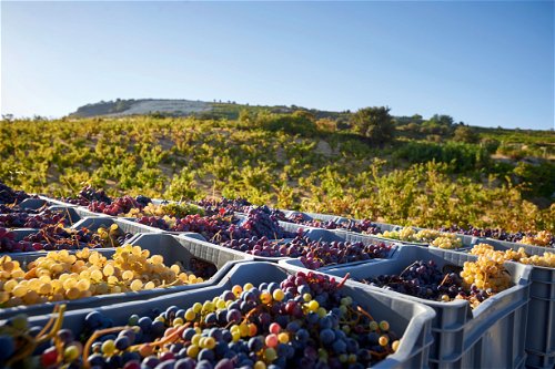 Schon seit 5500 Jahren beherrschen die Bewohner Zyperns die Weinherstellung. Bis heute reifen im Umland Limassols die besten Trauben.