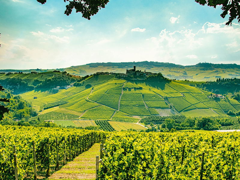 Die Langhe, die Hügel bei Alba im südlichen Piemont, sind berühmt für Barolo und Barbaresco. Hier entstehen aber auch einfachere Nebbiolo-Weine, die sehr spannend sind.
