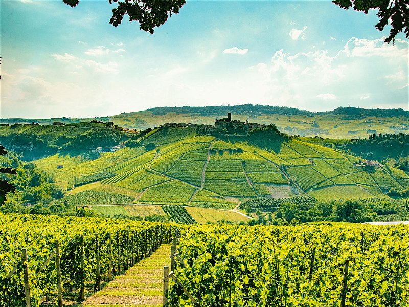 Die Langhe, die Hügel bei Alba im südlichen Piemont, sind berühmt für Barolo und Barbaresco. Hier entstehen aber auch einfachere Nebbiolo-Weine, die sehr spannend sind.