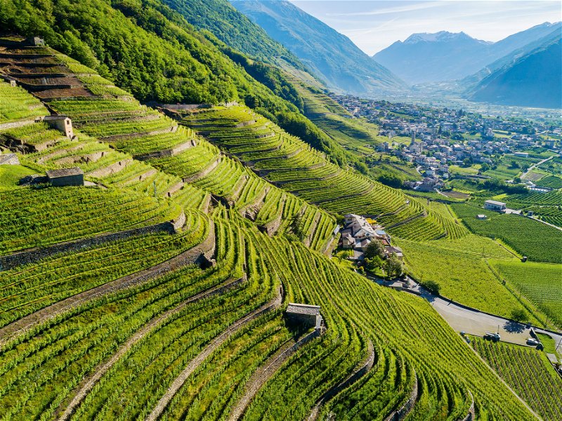 Steillagen und kilometerlange Steinterrassen prägen das Weinbaugebiet Valtellina. 