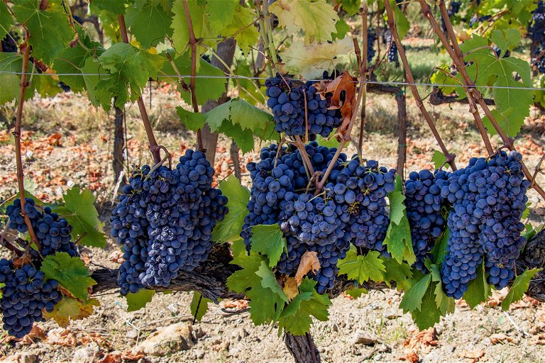Ripe Sangiovese grapes, the stuff of Brunello dreams.