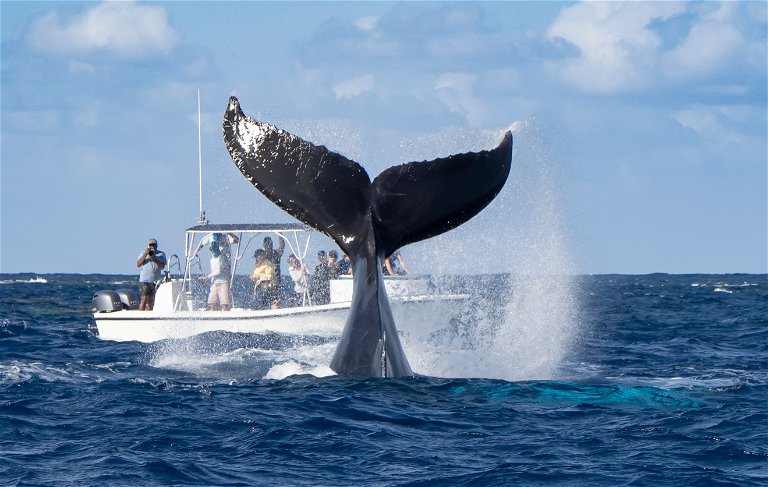 Die viel lukrativere Möglichkeit, mit Walen Geld zu verdienen: das Geschäft mit Walbeobachtungen für Touristen.