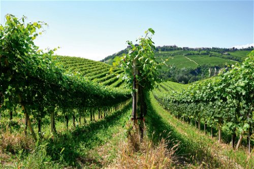 Nebbiolo-Reben prägen 
die Weingärten rund um Barolo. Aus ihnen kann Barolo oder auch Langhe Nebbiolo erzeugt werden. 