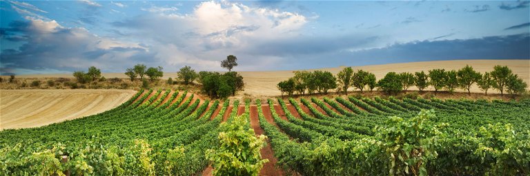 Viele Produzenten in Ribera del Duero verfügen über Parzellen mit uralten Rebbeständen. Sogar wurzelechte Reben sind in gewissen Zonen keine Seltenheit.
