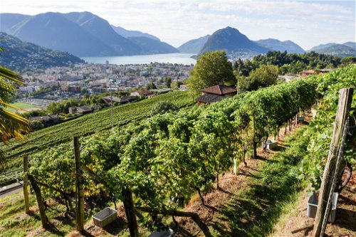 Aus dem Kanton Tessin – der Schweizer Heimat der Traubensorte Merlot – stammen auch viele exzellente Rotweinblends aus Bordeaux-Sorten.