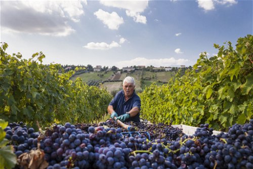 Für Rosso di Montalcino werden die Sangiovese-Trauben oft auch in größeren Behältern geerntet. 