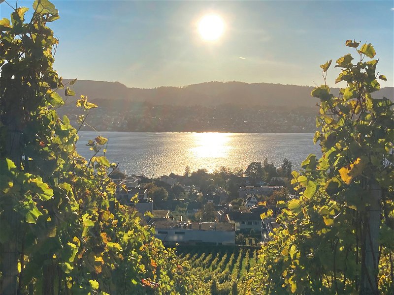 Blick auf den wunderschönen Zürichsee. Auch hier interessieren sich immer mehr Winzer für nachhaltige PIWI-Sorten.