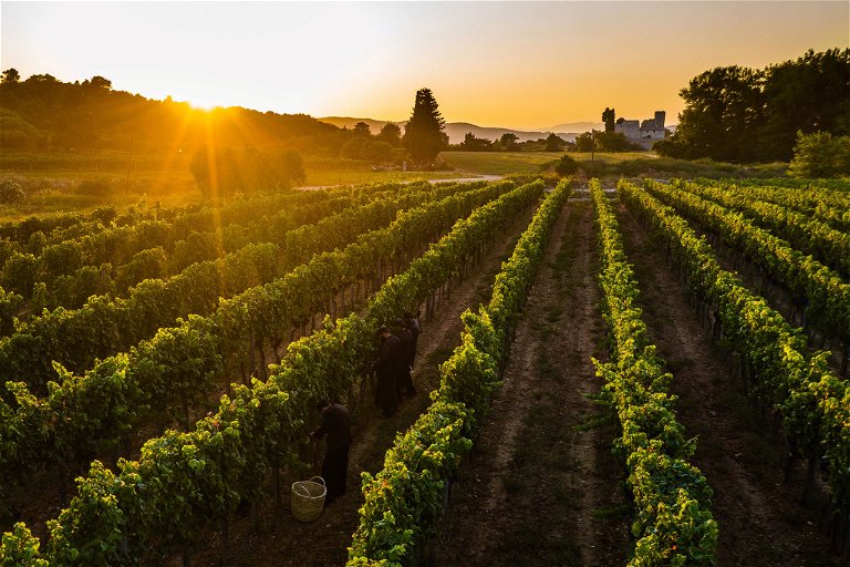 Das mediterrane Klima in Kombination mit dem Wasserreichtum am Mount Athos machen diesen Teil von Chalkidiki besonders für den Weinbau geeignet. 