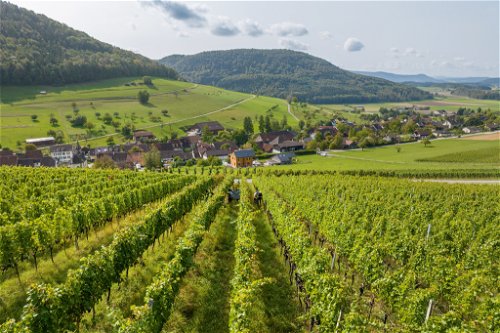 Der Kanton Schaffhausen umfasst rund 478 Hektar Rebfläche. Rund 60 Prozent hiervon sind mit Blauburgunder bestockt, weshalb die Region auch Blauburgunderland genannt wird.