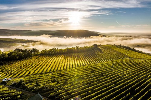 Meisterhafte Rieslinge 
und Grüne Veltliner mit 
der Herkunftsbezeichnung Kamptal DAC entstehen auf dem Weingut Loimer in Langenlois.