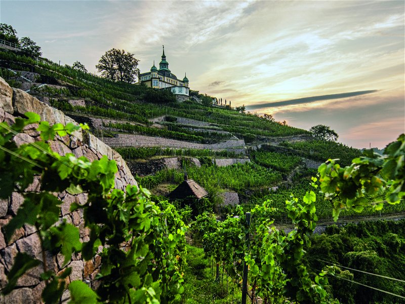 Weinbaugebiet Sachsen: Alt und neu, klein und fein