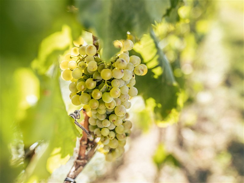 Das Weingut Esterházy im Burgenland ist eines der noch wenigen österreichischen Weingüter, die Chenin Blanc anbauen. 