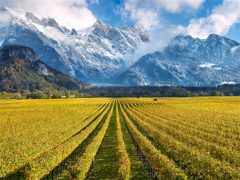 Eindrücklich: Die Weinberge des Weingutes Gantenbein aus Fläsch im Schweizer Anbaugebiet Graubünden.