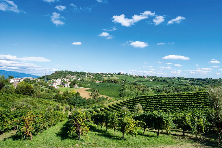 Über die Ebene und 
sanfte Hügel ziehen 
sich die Weingärten für Prosecco DOC dahin.