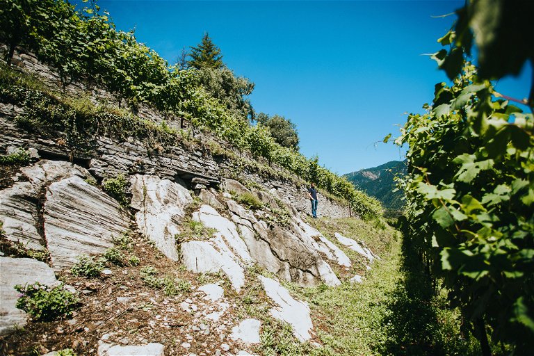 Auch der äußerste Norden des Piemonts ist alpin geprägt. Im Bild die Weinberge der Cantine Garrone nahe Domodossola. 