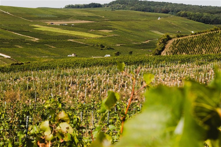 Weinfelder in Aÿ, Vallée de la Marne, Champagne, Frankreich
