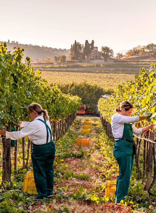 In den Weinbergen des prächtigen 
Castello della Sala in Umbrien reift der Chardonnay unter südlicher Sonne.