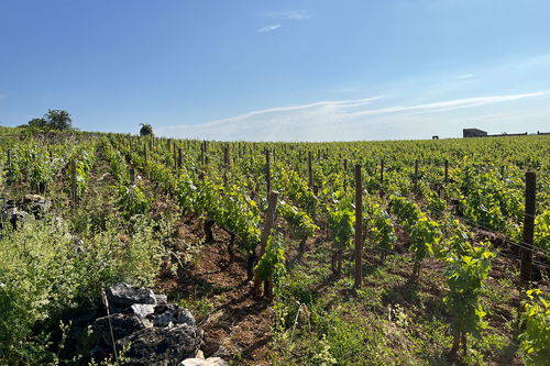 Lesesteine am Fuss 
des Montrachet, 
Weingut Marc Colin. 