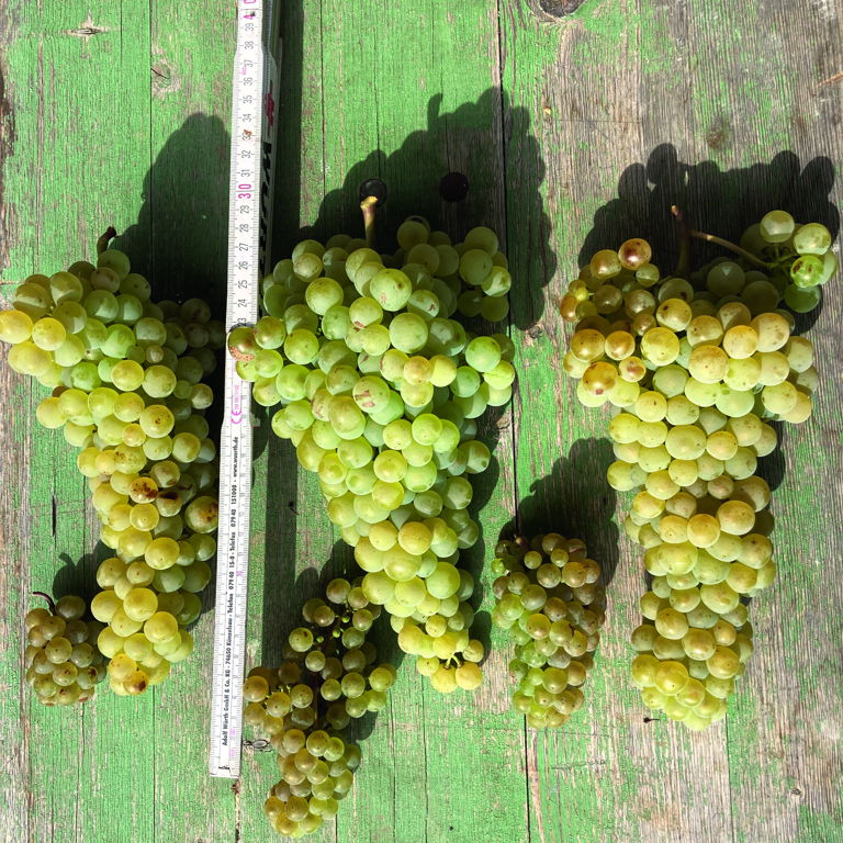 Vergleich der riesigen Gelber-Orléans-Traube mit Silvaner (Schloss Sommerhausen).