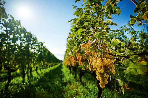 Die Chasselas-Rebberge der Familie Porret in Cortaillod.