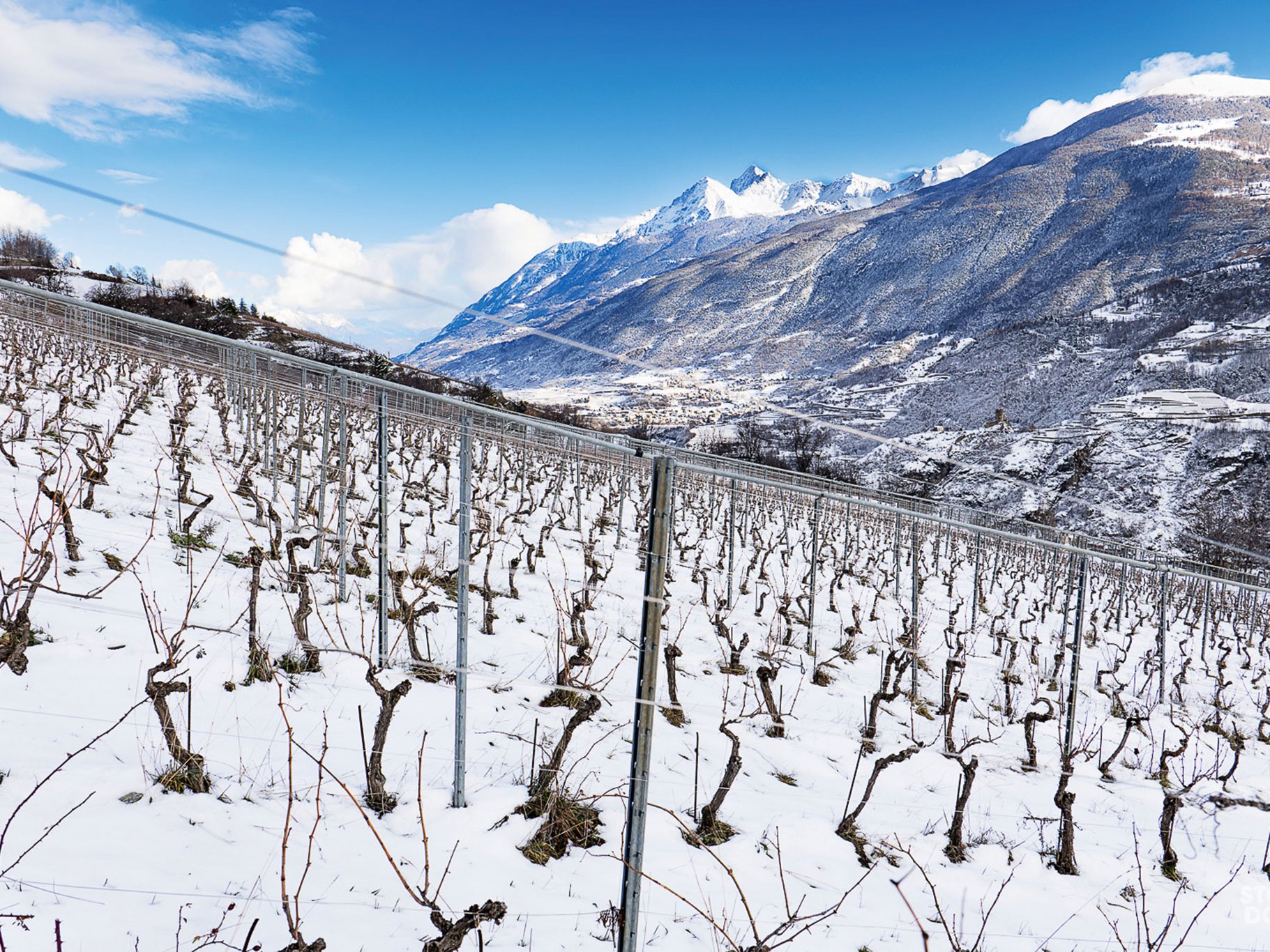 Die Arvine-Rebstöcke von Rosset Terroir aus dem Aostatal wachsen auf etwa 900 Metern Höhe. 