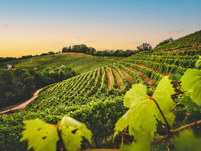 The vineyards of Aquila del Torre are located in the north-east of the region. Thanks to the south-facing vineyards, wonderful wines can also be produced in this somewhat cooler climate.  