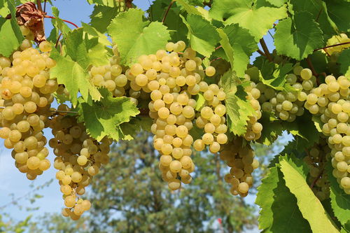 The Ribolla Gialla variety is very popular thanks to its fresh acidity and low alcohol content.