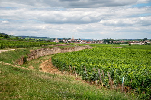 Die drei Grundpfeiler Burgunds: Reben, Weinbergsmauern und Kirchen.