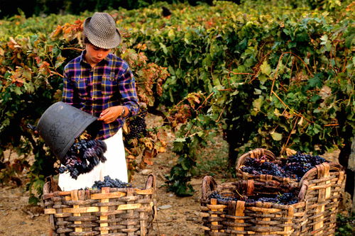 Portwein wird nicht nur innerhalb Portugals geschätzt,  er gilt seit Jahrhunderten auch als wichtiges Exportgut.