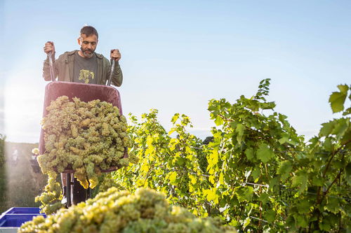 Kurt Feiler vom Weingut Feiler-Artinger in Rust setzt als Mitglied der Respekt-Gruppe auf Biodynamie.