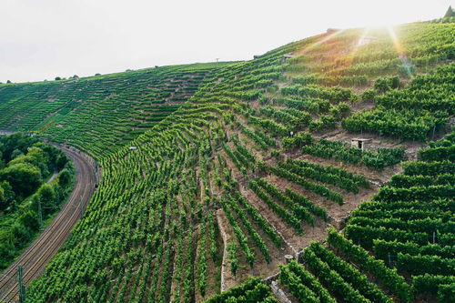 ... Der Niedernberg in Besigheim  bietet ideales Muschelkalk-Terroir für Chardonnay.